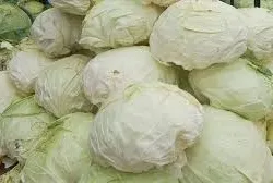 Sağlığa bir lahana