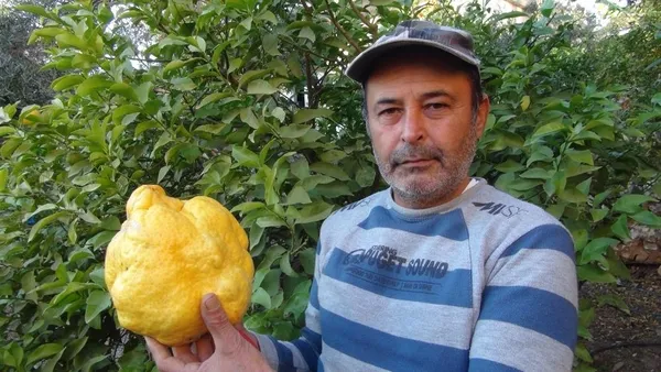 bin-liradan-satacak-turkiyenin-en-buyuk-limonu-tam-tamina-2-kilo-40-gram-1638435867363.jpg Bin liradan satacak! Türkiye'nin en büyük limonu: tam tamına 2 kilo 40 gram-5