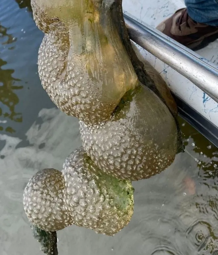 nehirde-uzayli-yumurtasi-alarmi-gizemli-turuncu-koloniler-hizla-yayiliyor-1730210730410.jpg Nehirde uzaylı yumurtası alarmı: Gizemli turuncu koloniler hızla yayılıyor-4