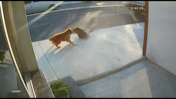 havlayan-kopekten-kacarken-hizla-ilerleyen-kamyon-carpti-1625045836290.jpg Havlayan köpekten kaçarken hızla ilerleyen kamyon çarptı-4