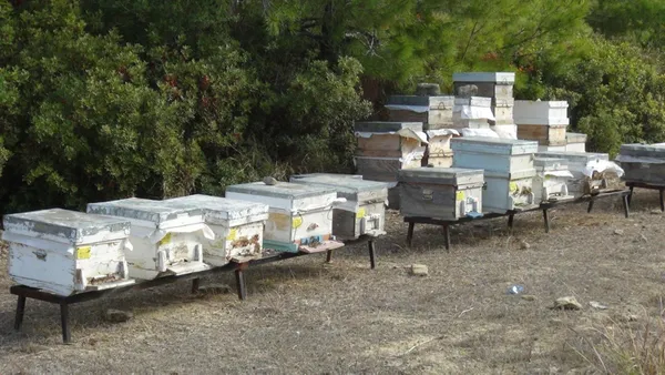 antalya-manavgattaki-52-hektarlik-bal-ormani-2000-koloniyi-agirlayabiliyor-1607597328954.jpg