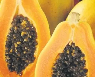 Tansiyona papaya