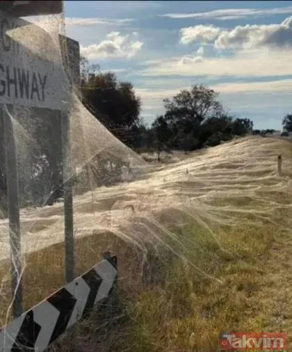 Koronavirüs fare istilasından sonra şimdi de örümcek istilası! Avustralya’da her yeri örümcek ağları kapladı