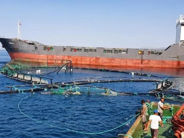 mugla da 20 milyonluk kaza kuru yuk gemisi balik ciftligi havuzlarina carpti takvim