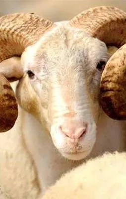 10.2 milyarlık kurbanlık