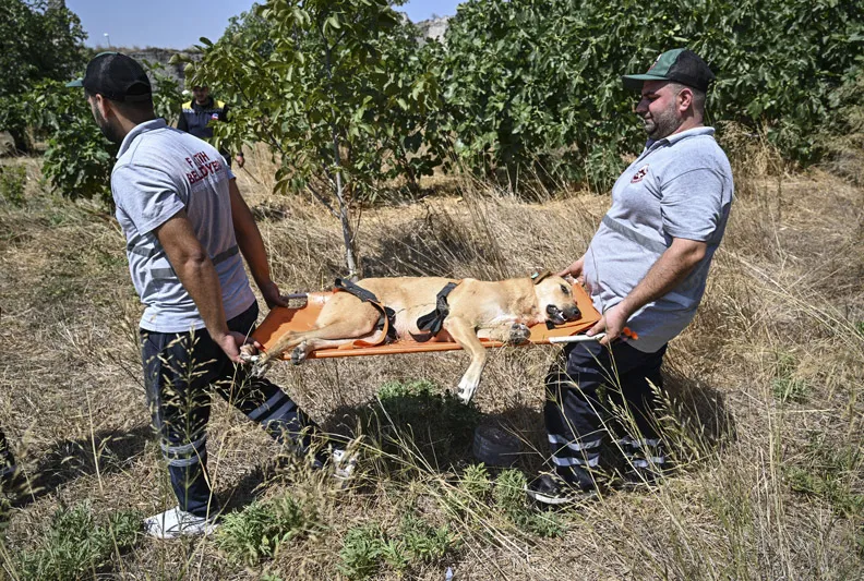 Başıboş köpekler toplanıyor!