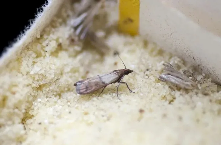 1-2-damla-damlatmak-yeterli-evdeki-guvelerin-kokunu-kaziyacak-dogal-yontem-1714072223498.jpeg Evdeki güvelerin kökünü kazıyacak doğal yöntem: 1-2 damla damlatmak yeterli!-2