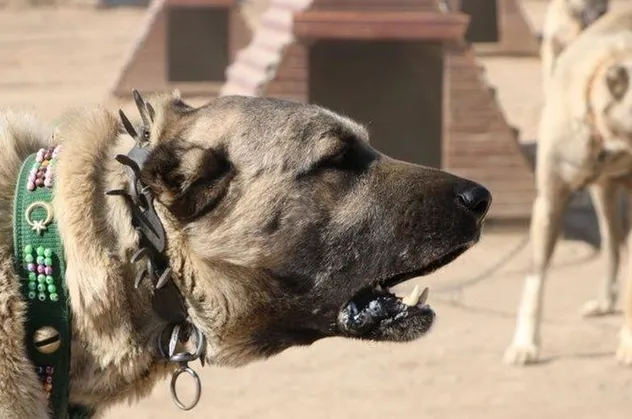 Dünya 'kangal'ı kabul etti