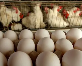 Türkiye’de fipronilli yumurta tespit edilmedi
