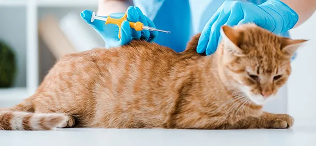 kedi-ve-kopeklerde-cipin-yan-etkisi-var-mi-cip-taktirmama-cezasi-evcil-hayvana-cip-takma-zorunlulugu-suresi-uz-1672649671941.jpg Çip taktırmama cezası! Evcil hayvana çip takma zorunluluğu süresi uzatıldı mı? Kedi ve köpeklerde çipin yan etkisi var mı?-2