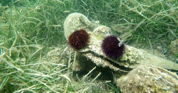 Marmara Denizi'nde yeni tehlike! Kaçak denizkestanesi avcılığı deniz ekosistemine ciddi zarar veriyor
