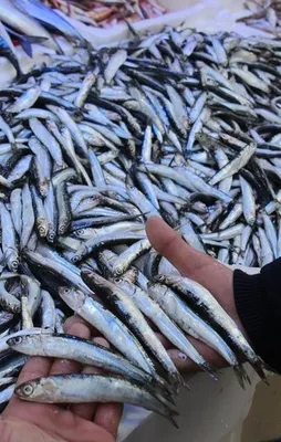 Karadeniz'in efsanesi yüzleri güldürdü