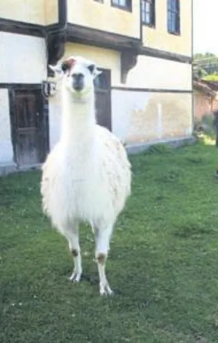 Kastamonu'daki "Pamuk" isimli lama ilgi odağı oldu