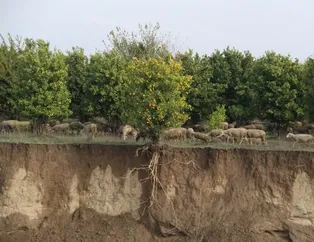 Aşırı yağış, ağacın kökünü ortaya çıkardı