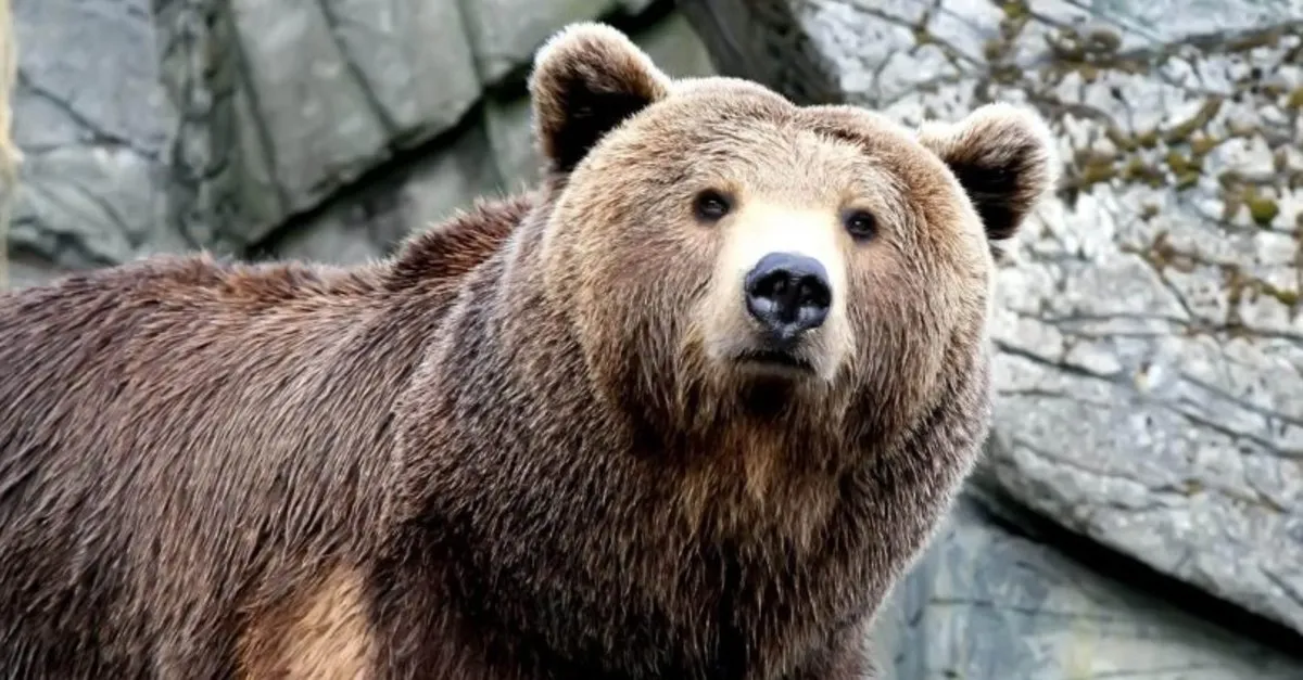 ruyada ayi gormek nasil yorumlanir ruyada ayi gormek ne anlama gelir takvim ruyada ayi gormek nasil yorumlanir ruyada ayi gormek ne anlama gelir takvim