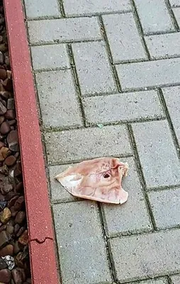 Almanya'da camiye çirkin saldırı