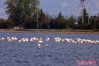 İzmit Körfezi’ne inen yüzlerce flamingo renkli görüntüler oluşturdu