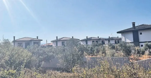 Sözde çevreci CHP’li belediye imara açtığı zeytinlikleri katletti: Milyonluk villalara çöktü! İşte yağmanın fotoğrafı...