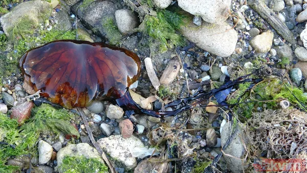 Çanakkale Boğazı'nda zehirli denizanası tehlikesi! Uzmanlar uyardı: Tatlı su kullanmayın amonyak ya da sirke ile yıkayın - 5