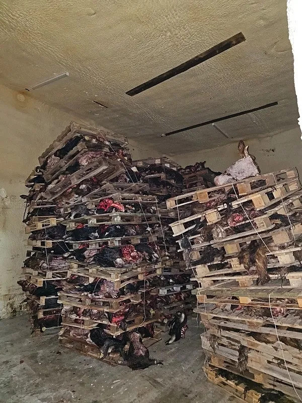 cok-sayida-curumus-buyukbas-hayvan-kafasi-bulundu-sakatatcilara-satilmak-icin-istiflenmis-1751991318295.jpeg Sakatatçılara satılmak üzere istiflenmiş çürümüş büyükbaş hayvan kafaları bulundu.(DHA)