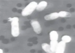 Uzaylı yok ama dünyada ’yeni tür’ var!