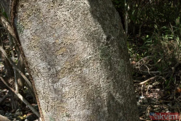 Dünyanın en tehlikeli ağacı! Dallarının altında durmak bile öldürebilir - 16