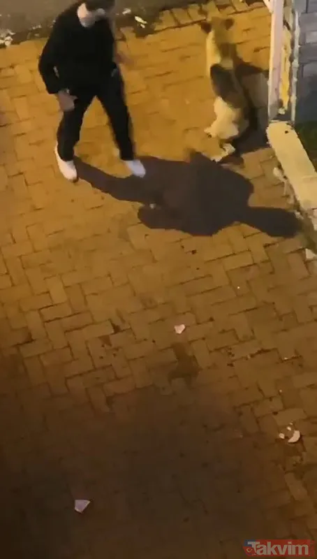 Sarıyer'de köpeği boğmaya çalışan şahsın ifadesi ortaya çıktı! Pes dedirten 'alkol' savunması - 5