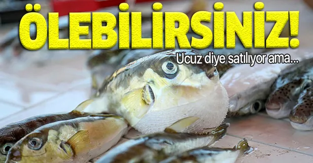 Sakın almayın! Balon balığındaki tehlike! Parmaklarınızı koparabilir hatta ölebilirsiniz!