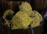 Kış geldi talep patlaması yaşandı kapış kapış gidiyor! Hastalıklara karşı zırhlı duvar