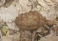 Son dakika: Bitliste terör operasyonu: PKKlı teröristlerce toprağa gömülmüş el bombası bulundu