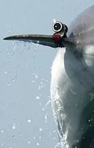 Rusya'dan inanılmaz taktik! 'Yunus askerler' görevde! Su altı saldırılarını korumak için...
