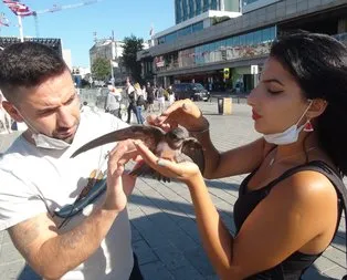 Taksim’de ebabil kuşu bulundu