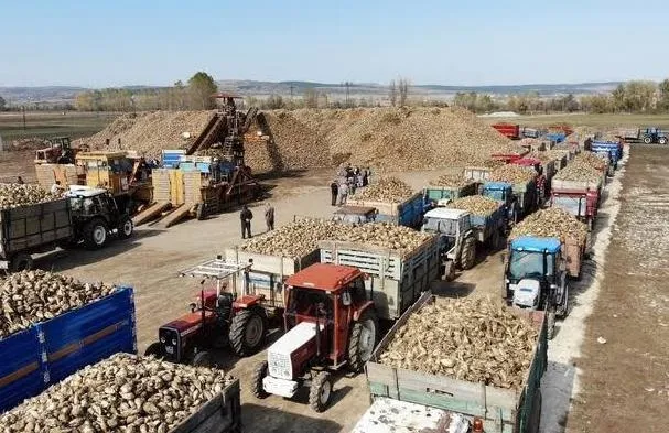 Şekerdeki zammın sebebi stokçular: Bağımlılık bitti üretim tam gaz! Depolar ağzına kadar dolu-10