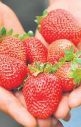Yediveren çileği kazandırıyor