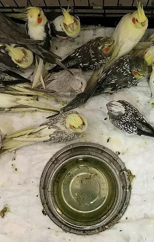 Yurda kaçak olarak sokulmak istenen 26 papağan ele geçirildi