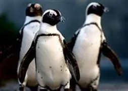 600 penguen birden öldü