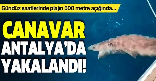 Antalya’da 2 metre boyunda köpek balığı yakalandı