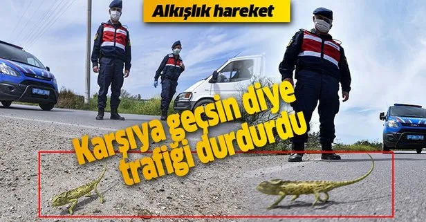 Antalya’da Jandarma, bukalemun geçene kadar trafiği durdurdu