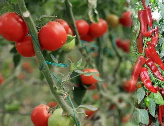 Bakanlık acele koduyla uyardı: İthal tohumda alarm