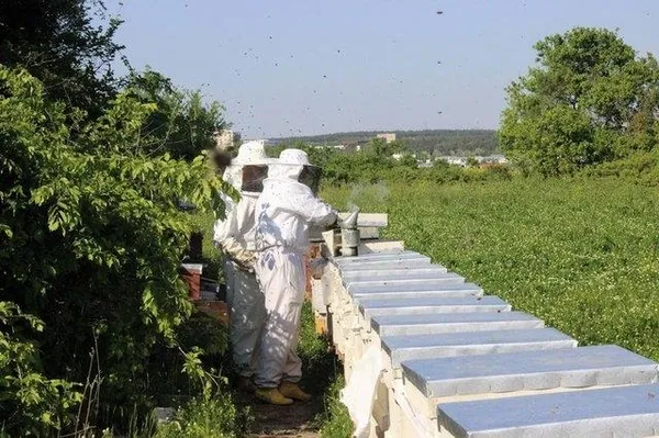 Kilogramı 4 bin TL'den satılıyor-11