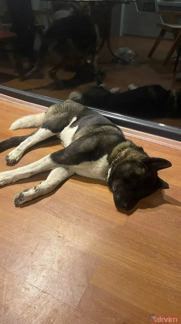 Tuğba Altıntop köpek saldırısına uğradı! Yüzüne dikiş atılan Tuğba Altıntop'un son hali yürek sızlattı - 5