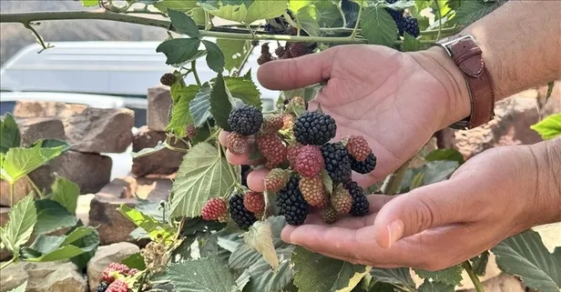 Beyin için böğürtlen