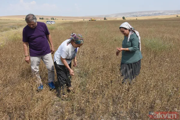 Nadasa bırakacaktı pelemir ekti jet yakıtı üretilecek - 11