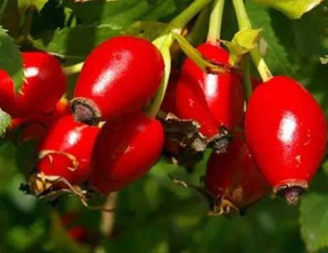 Kabızlığa kuşburnu