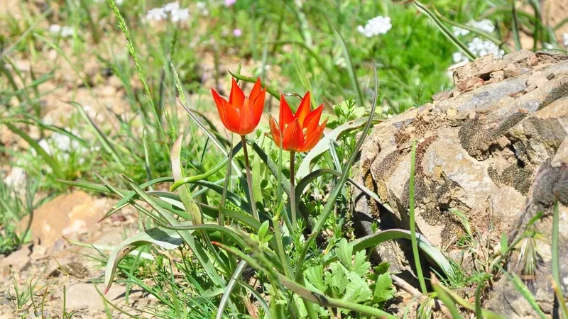 10-gunluk-omru-var-manisa-lalesini-koparana-699-bin-tl-rekor-ceza-1777390119934.jpg 10 günlük ömrü var: Manisa lalesini koparana 699 bin TL rekor ceza-2
