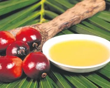 Palm yağı mercek altında