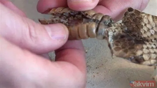 Çıngıraklı yılanın kuyruğundan çıkanlar görenleri şoke etti! Sonrasında ise... - 4