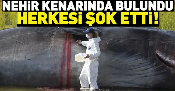 Madrid'de nehir kıyısında görülen İspermeçet balinası herkesi şaşırttı