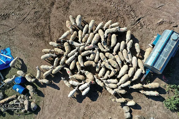 yanginda-70-koyunu-telef-olan-aileye-bakanpakdemirlinin-talimatiyla-120-koyun-hediye-edildi-1608490880778.jpg