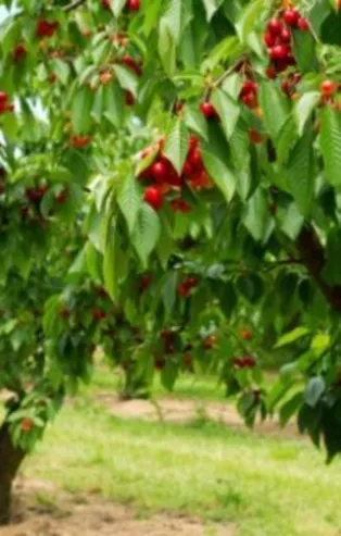 Rüyada kiraz ağacı görmek ne anlama gelir?